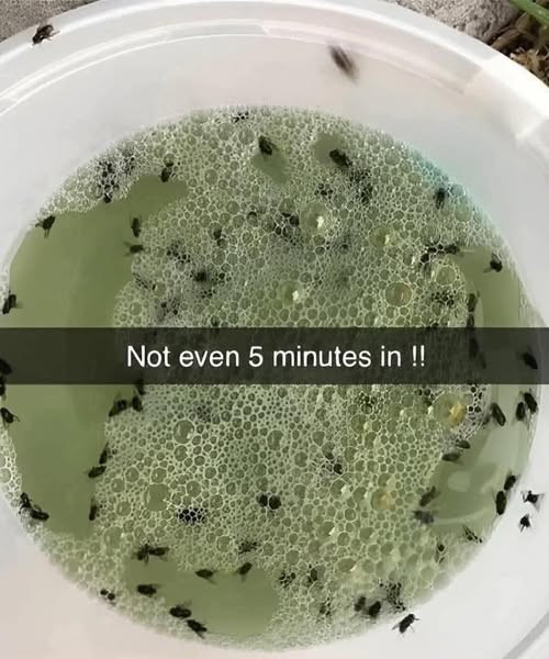 Say Goodbye to Pesky Insects with This Homemade Natural Bug