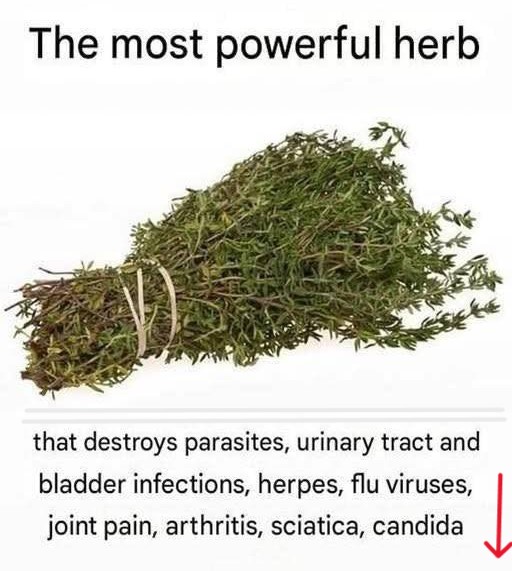 The Powerful Herb That Fights Parasites and Supports Urinary Tract Health