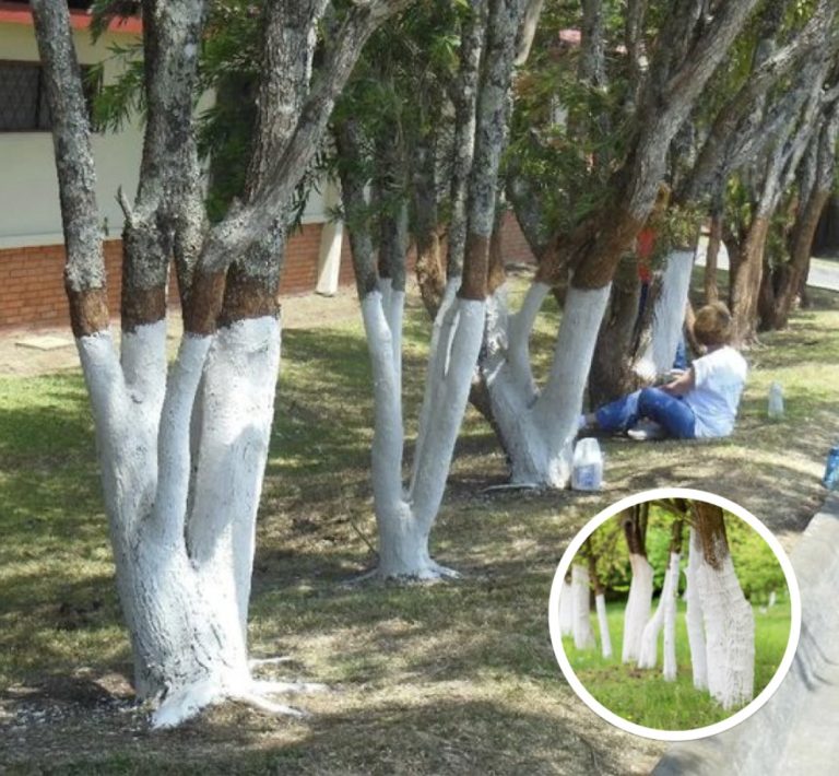 If You Spot A Tree Painted White, Here’s What It Means