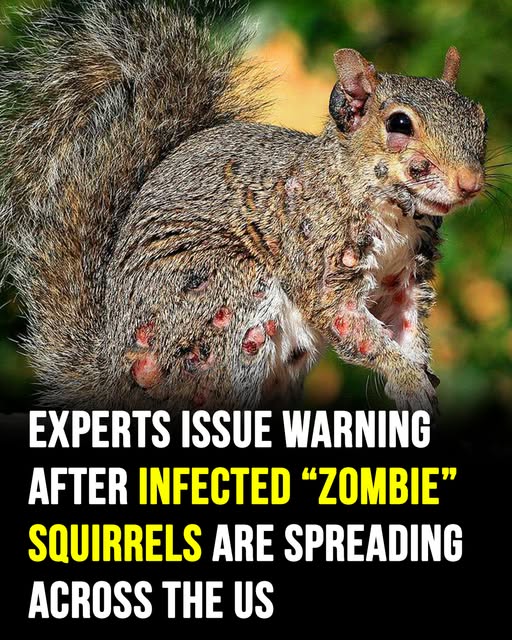 Creepy “Zombie Squirrels” With Unusual Appearance Spark Fear