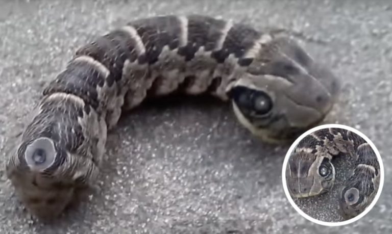 Woman Screams When She Spots ‘Two-Headed Snake’ In Back Garden, Stunned When She Realizes What It Really Is