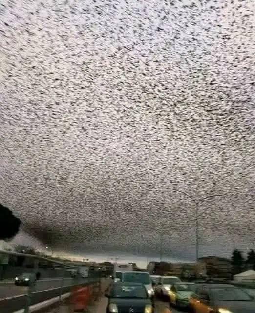 The Winter Sky Dance: Rome’s Stunning Starling Migration