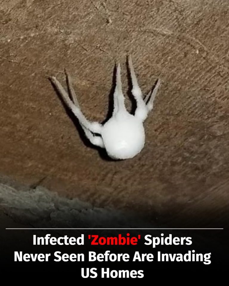‘Zombie’ Spiders Infected By Fungus Are Creeping Into US Homes For The First Time