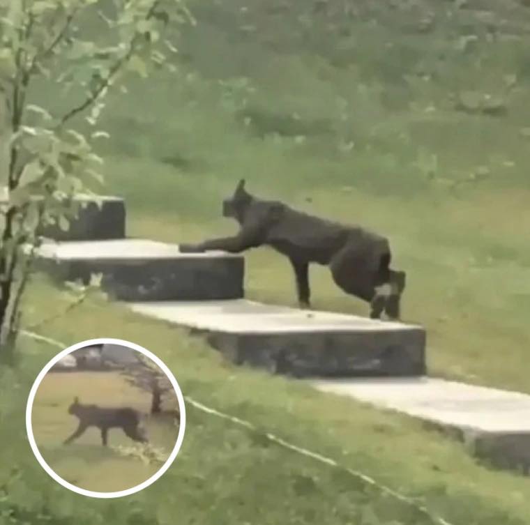 Rare Creature Caught On Camera For The 1st Time, Leave Scientists Stunned