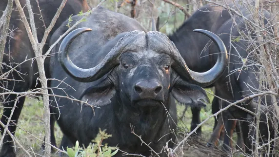 Texas ranch millionaire gored by buffalo on South Africa hunt