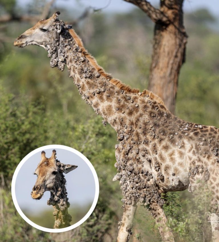 Photographer Left Speechless After Finding This Giraffe And The Truth Will Break Your Heart