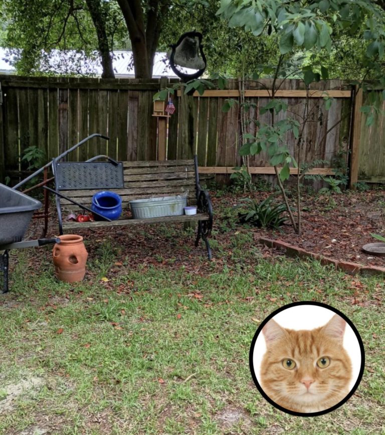 Only People With Sniper Vision Can Find The Hidden Cat In This Backyard