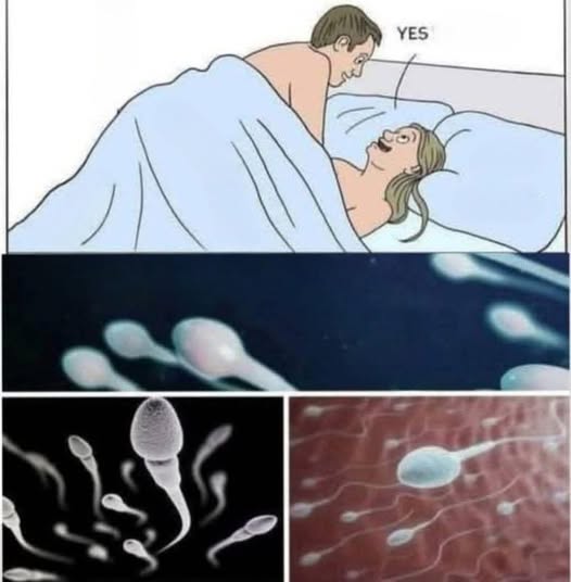 Studies reveal that swallowing your partner’s semen…