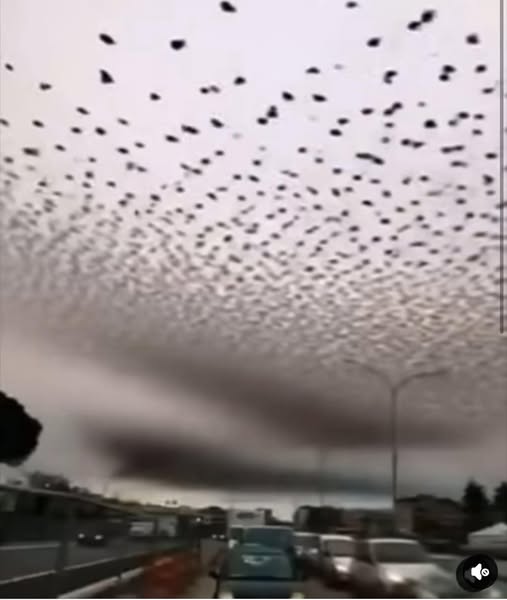 Winter Invasion: Stunning Bird Murmurations Dazzle Tourists, Frustrate Locals