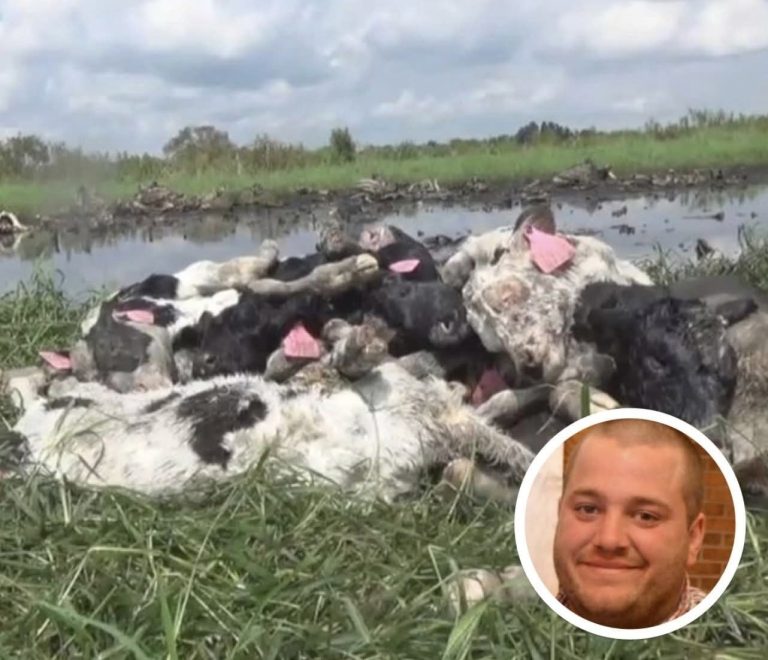 Farmer And 16 Cows Found Dead, Cause Of Death Finally Discovered’