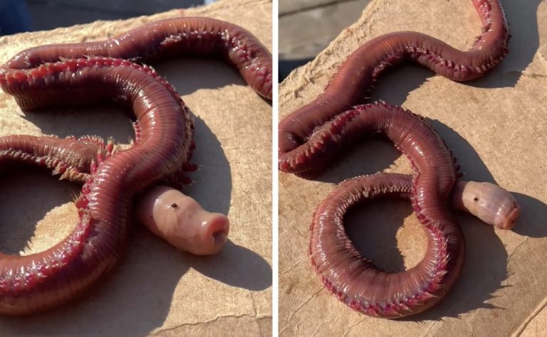 Bystanders ‘Terrified’ After This Creature Washes Ashore