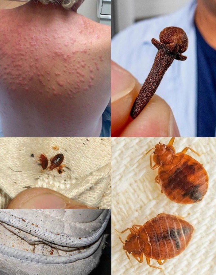 Natural Pest Control: Eliminate Bed Bugs and Household Pests with Diatomaceous Earth & Cloves