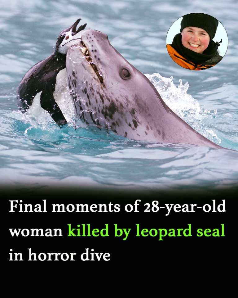 Woman’s horrifying final moments as she’s killed by leopard seal while snorkeling