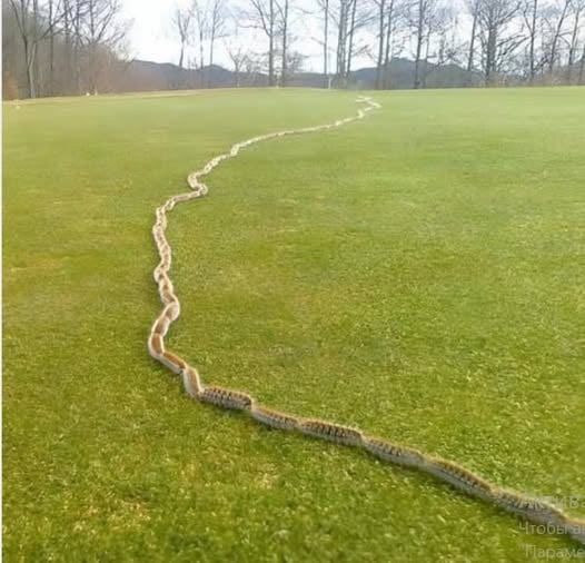 I saw something strange in the grass and thought it was just a rope