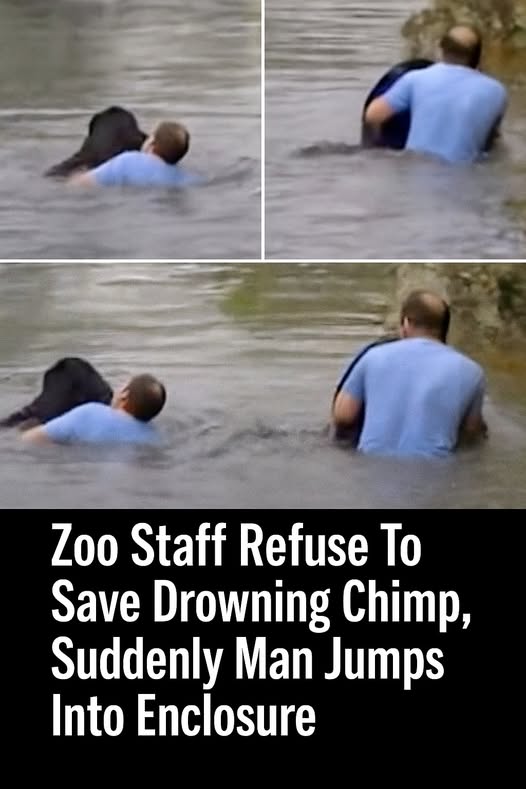 Zookeepers refuse to save drowning chimpanzee – then a truck driver breaks into his cage