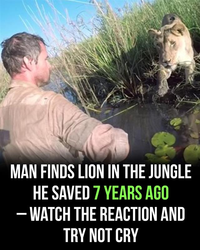 7 years after saving lion’s life, man meets her again, ignores warnings and approaches