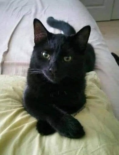 Did you know that if a black CAT approaches you, its a clear sign that!