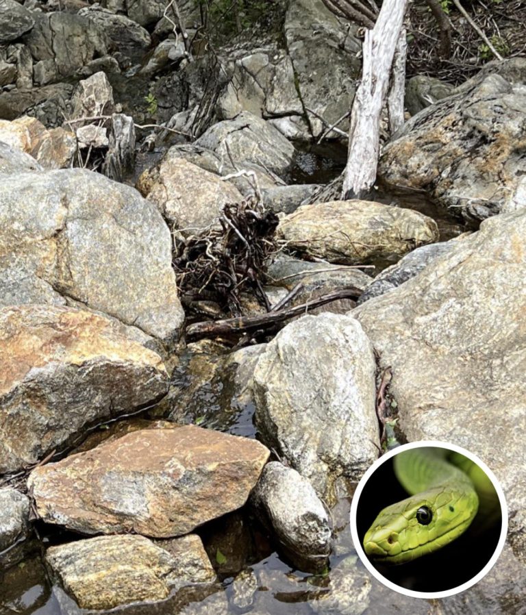 Only People With ‘Sniper Vision’ Can Spot The Hidden Snake In This Image