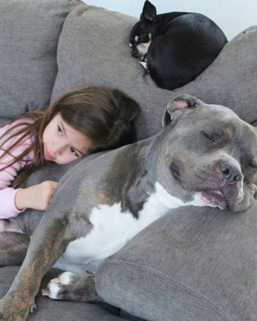 THE DOG THEY WANTED US TO PUT DOWN IS THE ONLY REASON MY DAUGHTER SLEEPS THROUGH THE NIGHT