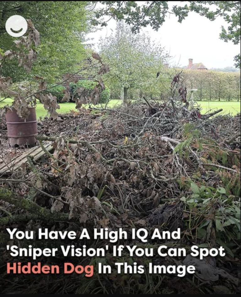 Can you spot the hidden dog? Only those with ‘sniper vision’ can find it