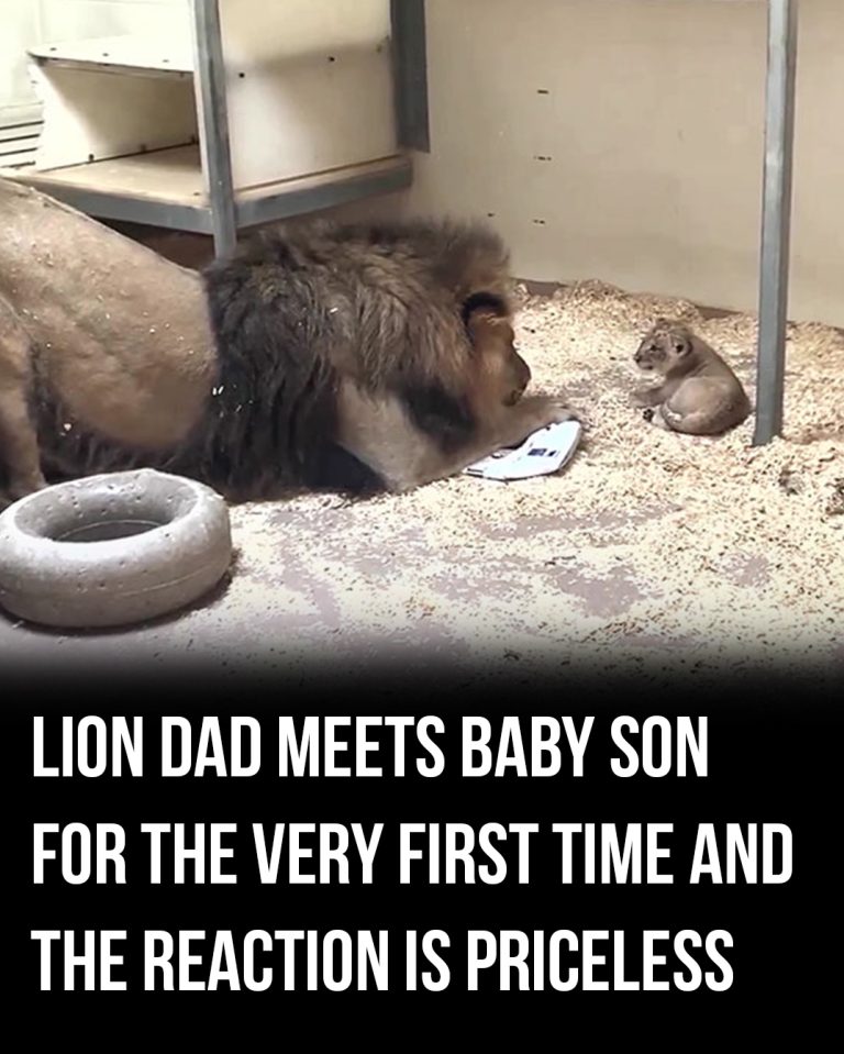 Lion Dad’s Adorable First Meeting with His Cub Melts Hearts Worldwide