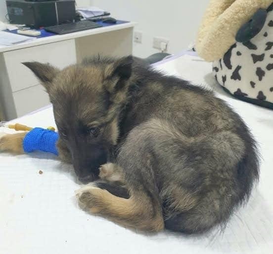 Vet gives puppy death sentence, reaches for needle – then boss takes look at her paws and shouts out