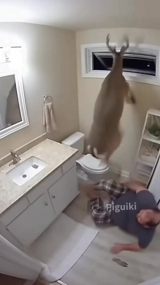 🦌🚽 “Peace and Quiet? Not Today — Deer Crashes Man’s Bathroom Break!”