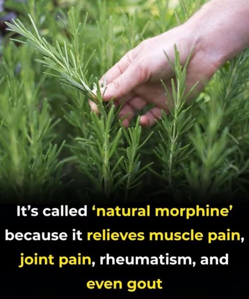 The Age-Defying Herb, How Rosemary Supports Brain Health, Immunity, and Emotional Balance!