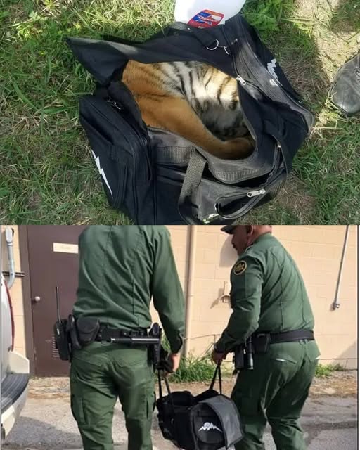 Border Rescue Shocks onlookers by Discovering a Tiger Hidden in a Bag