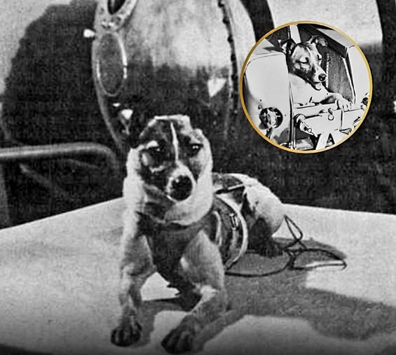 Laika’s Brave Journey