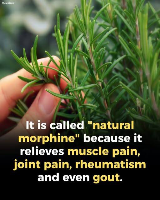 A Natural Ally for Seniors! Key Benefits of This Plant!