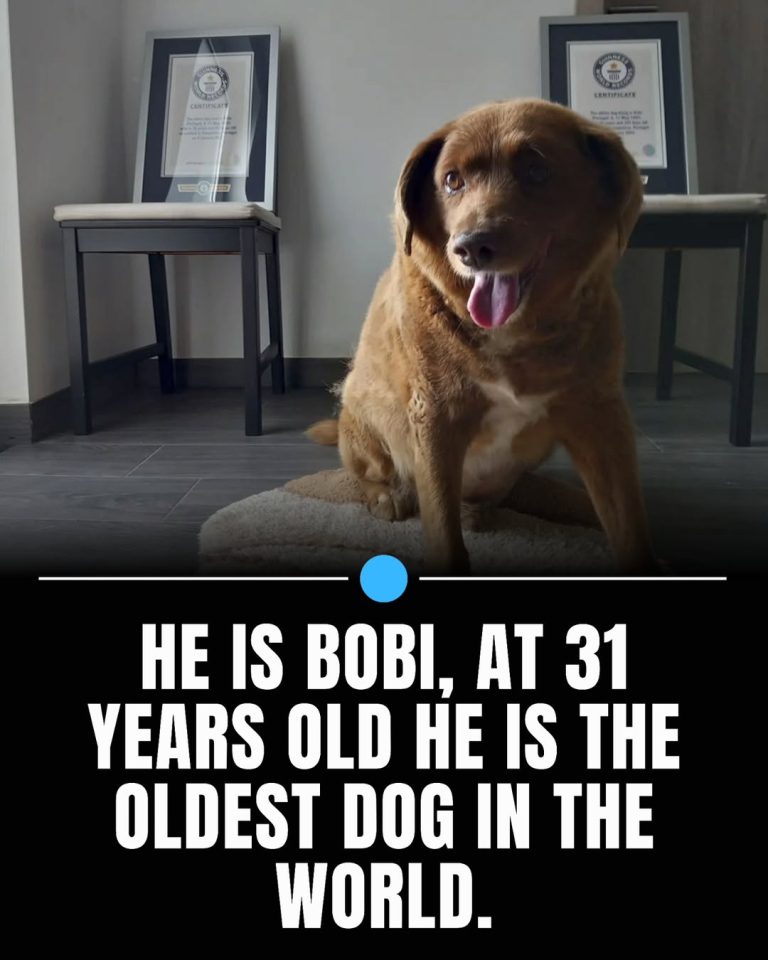 Doctors Said He Wouldn’t Live Past 10… Now at 31, Meet Bobi – The Dog Who SHATTERED Every Record and Is STILL the Oldest Pup on Earth! You Won’t Believe His Secret! 🐶😱