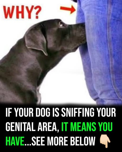 If your dog is sniffing your genital area, it means you have…