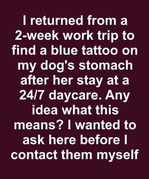 I Picked Up My Dog from a 24/7 Daycare