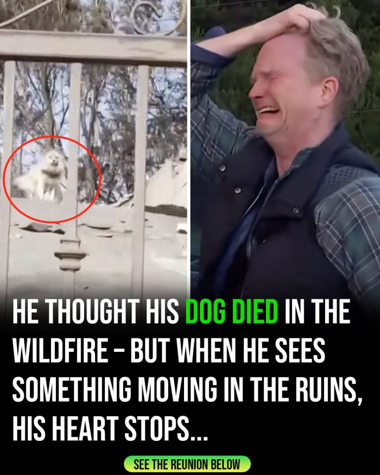 Palisades Fire: A Man, a Miracle, and the Dogs He Refused to Leave Behind