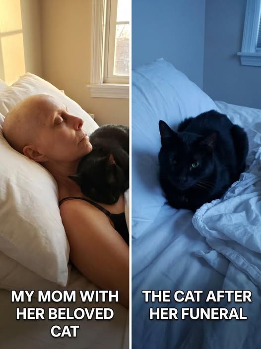 After My Mother’s Funeral, Her Cat Disappeared — Then Returned on Christmas Eve