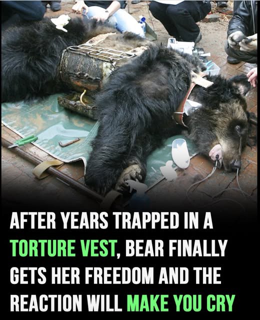 Bear Caesar Freed After Years in a Harmful Vest