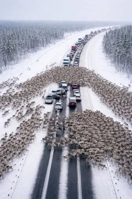 A Holiday Highway Surprise: Reindeer Bring Traffic to a Standstill