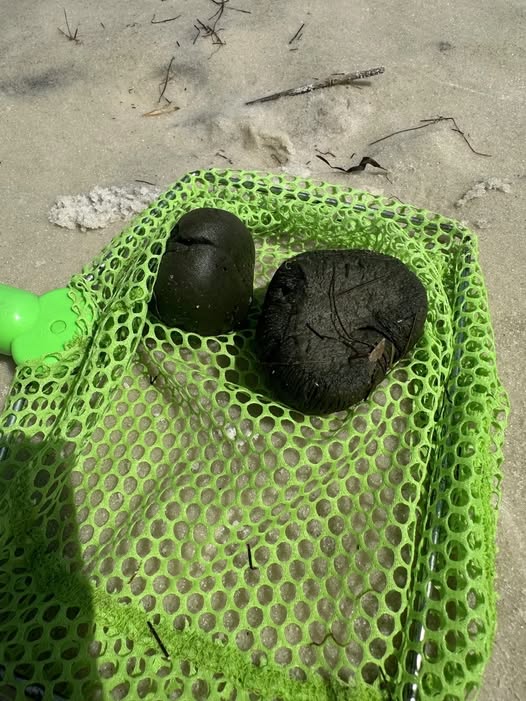 Uncovering the Beach Mystery: What Are These Strange Balls Kids Discover?