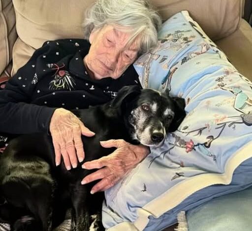 As My Family Battled Over the Will, Grandma’s Dog Revealed a Secret She Left Behind