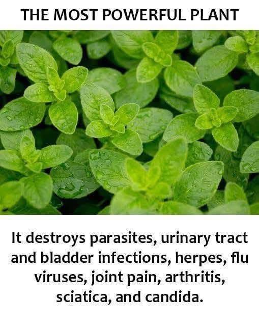 THE MOST POWRFUL PLANT