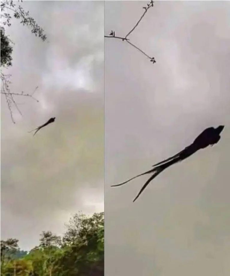 Majestic captured in Mexico!