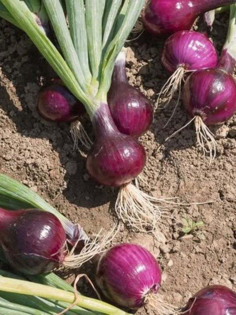 Doctors Reveal: The Surprising Health Benefits of Eating Onions Daily