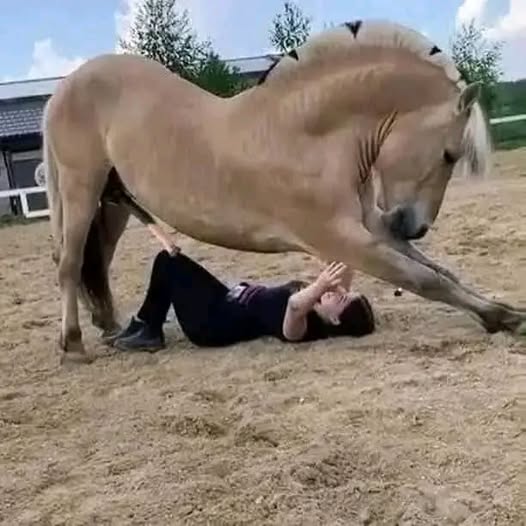 Remembering Maci Williams: A Tragic Loss and the History of Humanity’s Connection with Horses