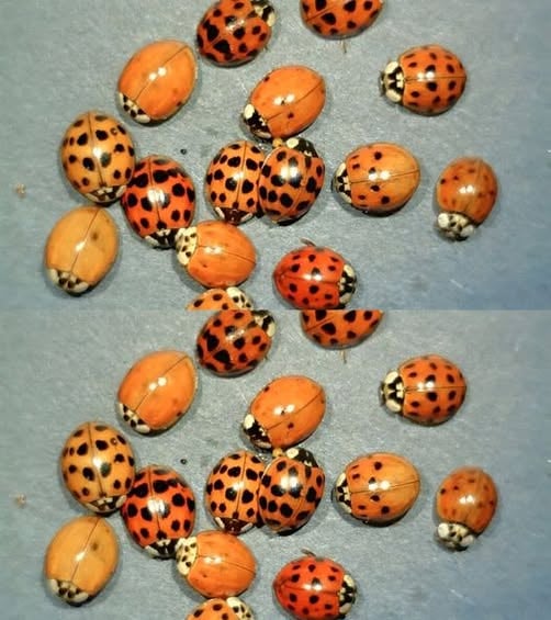 What It Means If You See a Yellow Ladybug: Symbolism, Science, and Natural Significance