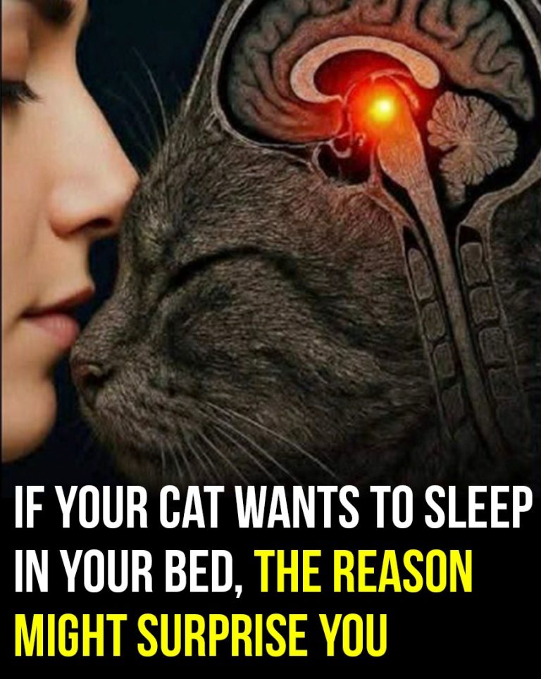 Why your cat insists on sleeping in your bed may surprise you.