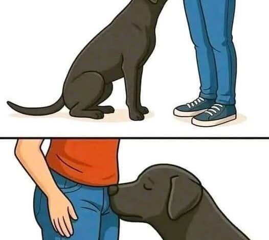 If your dog is sniffing your genital area, it means you have?!