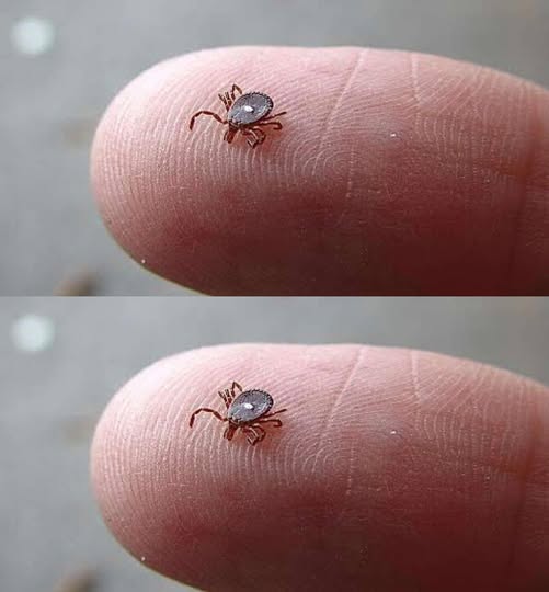 A Closer Look at the Lone Star Tick’s Behavior