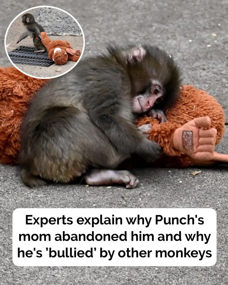 Expert Reveals Why Punch’s Mom Left Him and Why Other Monkeys Pick on Him