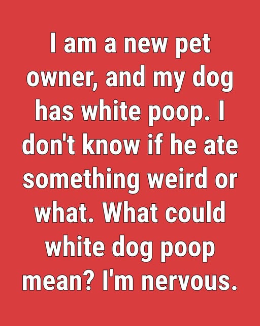 White Dog Poop: What It Could Mean for New Dog Owners and When to Seek Help